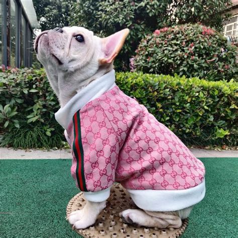 gucci dog t shirt|Gucci raincoat for dogs.